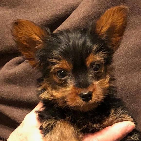 Meet your Posher, Randy - Picture 1 of 1